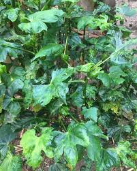 Image result for Jatropha schlechteri
