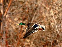 10 top and most recent duck hunting iphone wallpaper for desktop computer with full hd 1080p (1920 × 1080) free download. Duck Hunting Wallpaper Hd Duck Hunting 1600x1200 Wallpaper Teahub Io