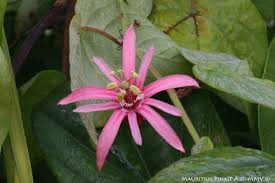 Image result for Passiflora sanguinolenta