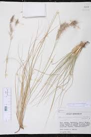 Image result for Cenchrus unisetus