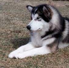 Can you recommend a good alaskan malamute breeder in michigan? O Mal Alaskan Malamutes Breed And Puppy Information