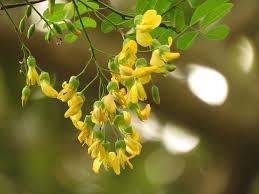 Image result for Calpurnia aurea