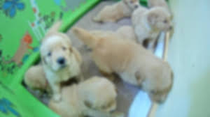 Since they are a sporting so happy with my little girl. Golden Retriever Puppy Cam Live Video From Ecad Explore Org