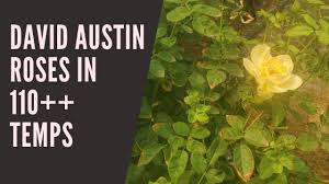 David austin roses will flower in four hours of sun. David Austin Roses In 110 Heat How Are David Austin Climbing Roses Doing In Phoenix Summer Youtube