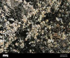 Image result for Macledium