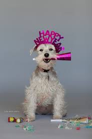 Black And White Mini Schnauzer Puppies Happy New Year Life With Izzy White Miniature Schnauzer Dog Celebrating New Year Miniature Schnauzer Schnauzer Puppy Schnauzer