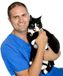 Average yearly cat vet costs. Cat Vaccinations Low Cost Cat Vaccinations White Cross Vets