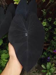 Bird Of Paradise Plant Leaves Curling Up Pin By Ashley Anderson On The Garden Plants Gothic Garden Cool Plants