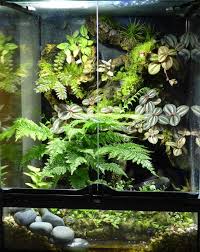 Pin On Terrarium