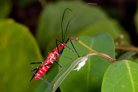 Image result for Microstegium fasciculatum