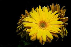 Image result for Gerbera viridifolia