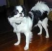 Japanese Chin Health Problems | Feeding