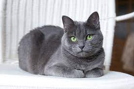 Russisch blau katzen sind bei vielen katzenfreunden unter anderem aufgrund ihrer eleganten erscheinung sehr beliebt. Katzenrasse Russisch Blau Katzen Rassen Die Tier Welt Com