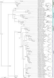 Image result for Brachythrix glomerata