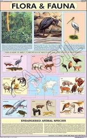 Flora Fauna For Man Environment Chart
