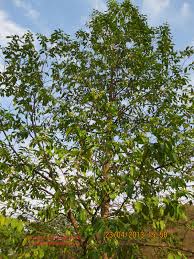 Image result for Thymelaeaceae