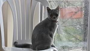 Yagmur Pencere Onu Ve Kedi Margo Frida Ilovemycat Kedi Ve Yagmur