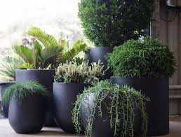 Pin On Container Garden Ideas