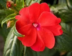 Image result for Impatiens stuhlmannii
