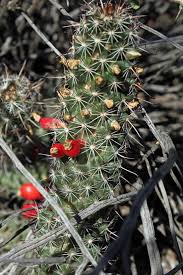 Initially, white spines, as the plants grow, become brown at the tips Seinet Portal Network Mammillaria Thornberi