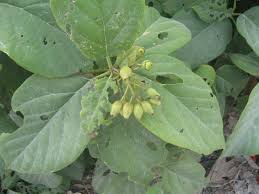 Image result for Cordia torrei