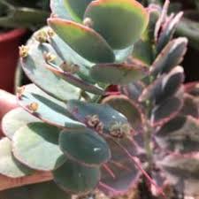 Cactus And Succulents Forum Propagating Mariner S Kalanchoe Garden Org