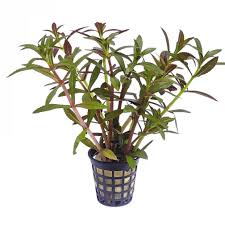 Image result for Limnophila