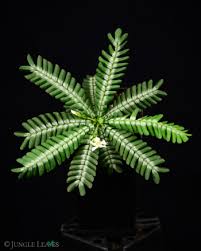 Image result for Biophytum