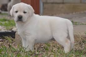 We did not find results for: English Labrador Puppies Texas Labradors Dallas Labradors Zarate Labradors