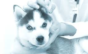 Maybe you would like to learn more about one of these? Neighborhood Veterinary Care