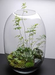 From Grow Little Paris Terrarium Planten Miniatuurtuin Planten