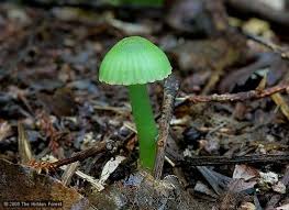 Image result for Ozoroa viridis