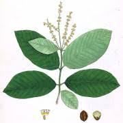 Image result for Terminalia mollis