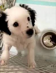 For pets found in the city of garden grove, please visit the found animals listing. Pups Dying Of Parvo As Pet Buyers Turn To Backyard Breeders Online In Pandemic Orange County Register