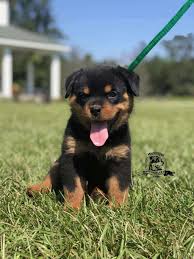 For most families in georgia who are looking for a new puppy, the toughest challenge is finding a we are that breeder! Rottweiler Puppies For Sale In Georgia Mississippi Rottweilers