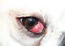 How To Treat Cherry Eye In Dogs