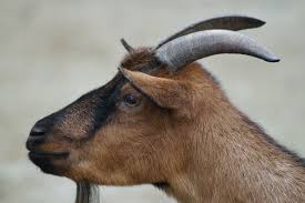 Image result for GOAT