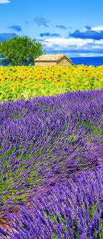 13 Amazing Photos Of Lavender Fields That Will Rock Your World Beautiful Nature Beautiful Landscapes Sunflower Fields