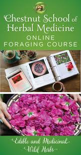 Online Foraging Course Edible And Medicinal Wild Herbs Herbalism Herbs Medicinal Wild Plants