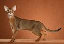 Available Abyssinian Kittens For Sale & Cats For Adoption
