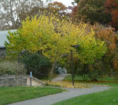 Image result for Alangium chinense