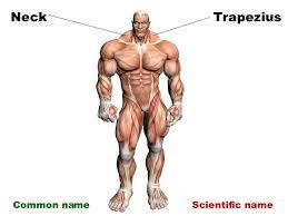 Related posts of body muscles with names muscle joint anatomy. Anterior Muscles