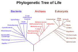 multicellular organism examples definition video