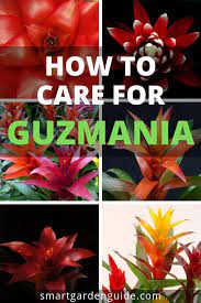 How Do You Care For A Guzmania Plant Smart Garden Guide Plant Care Houseplant Plants Smart Garden