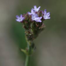 Image result for Verbena × teasii