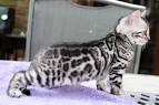 Silver & Brown Spotted Bengal Kittens For Sale - Texas ...