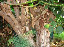 Image result for Macaranga mellifera