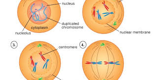 We did not find results for: Plant Life Mitosis And Meiosis