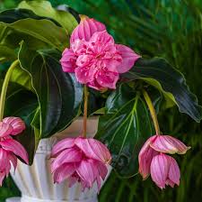 Image result for Medinilla