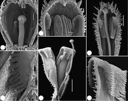 Image result for Otiophora scabra